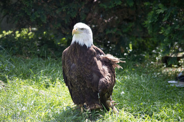 American bald eagle