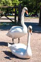 Pair of white swans