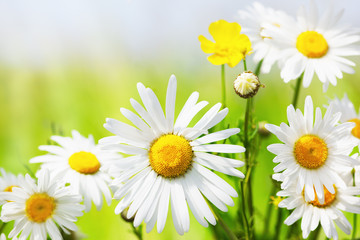 Fototapeta premium Chamomile among flowers