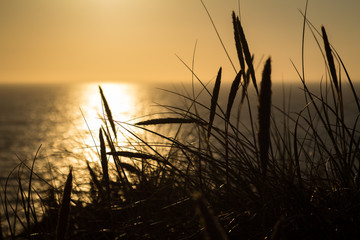 Lyme grass in silhouette against the sun setting over the sea