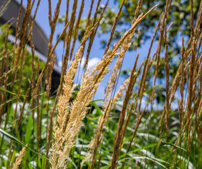 Golden prairie grass