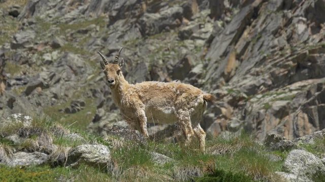 Wild goat on rocky mountain
