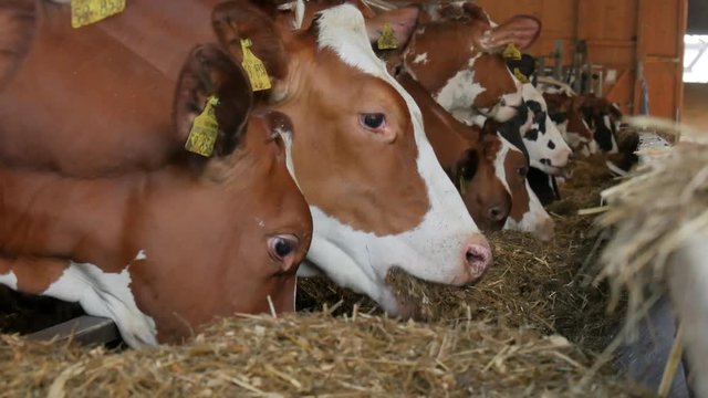Fressende K&uuml;he im gro&szlig;en Stall