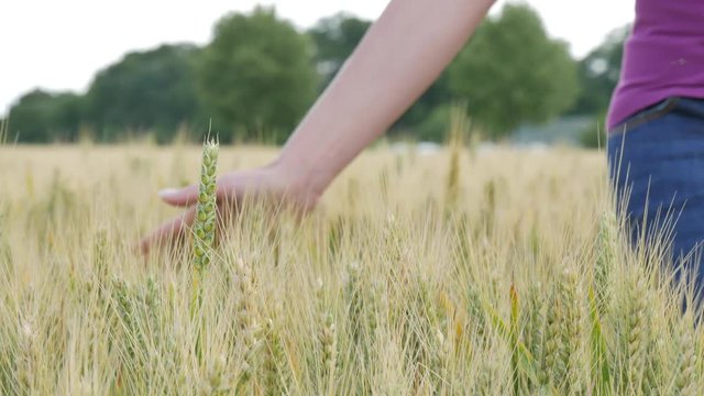 Frauenhand streift &uuml;ber Getreidefeld im Sommer