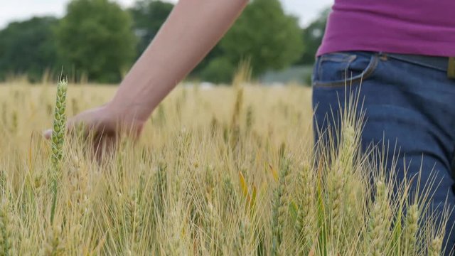 Frauenhand streift &uuml;ber Getreidefeld im Sommer