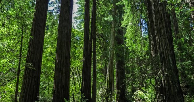 Giant redwoods in Muir Woods National Monument near San Francisco