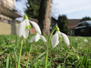 snowdrop