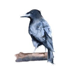 lack Raven. Isolated on white background. 