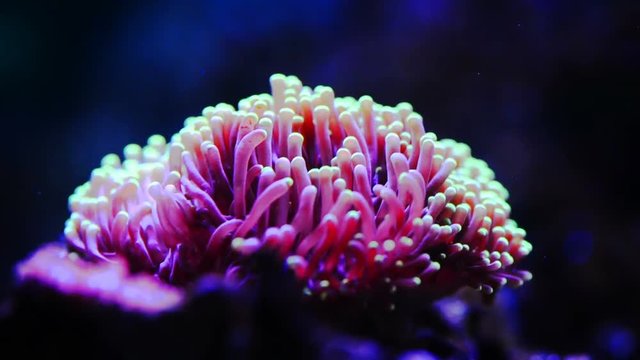 stony coral 