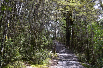 Forest in New Zealand