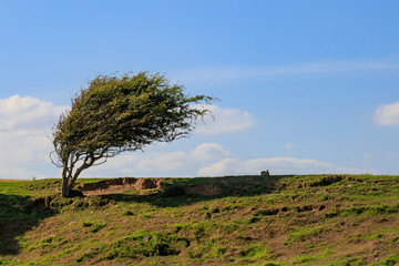 Windswept Tree and Rabbit on a Hillside