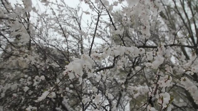 A lot of snow after the storm at the blossem branches