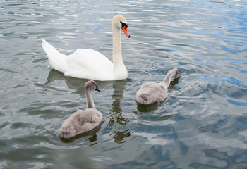 The family of swans is one big white beautiful adult swan (Cygnus olor) and the gray fluffy chicks at the lake's surface learn to swim and feed.