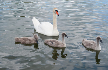 Naklejka premium The family of swans is one big white beautiful adult swan (Cygnus olor) and the gray fluffy chicks at the lake's surface learn to swim and feed.
