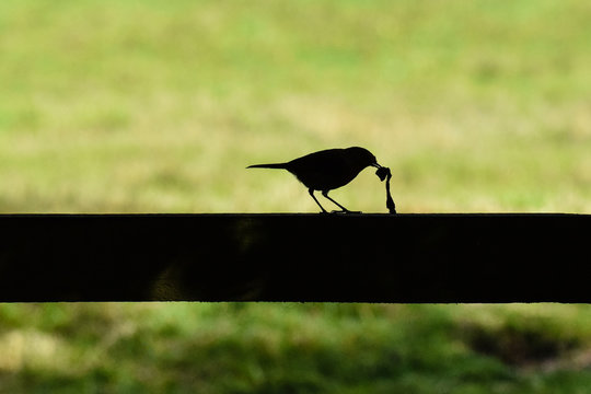 Silhouette of a robin eating an earth worm on a wooden fence post 