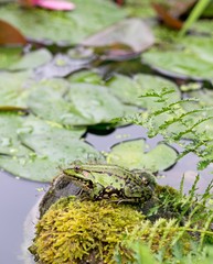 A green frog sitting on a rock next to water