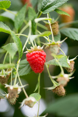 Organic ripe red raspberries on the bush.