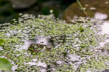 A close up images of a frog's head and eyes looking out of the water in a garden pond