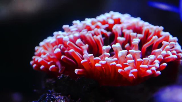 stony coral 