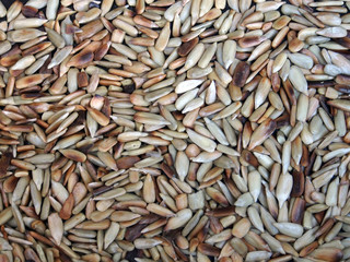 Sonnenblumenkerne: Geröstet