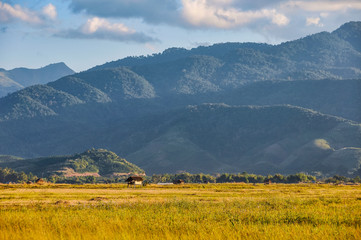 Rice field in the countryside near Muang Sing, Laos