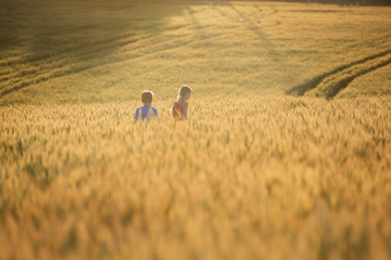Children go, run along the wheat field, sunset, beautiful nature landscape of nature. Rural scenery...