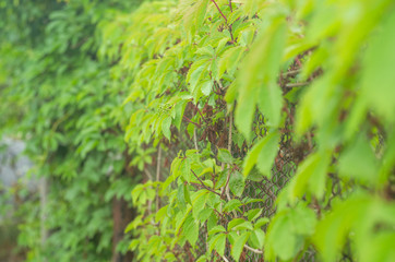 Wild grapes on an old metal fence
