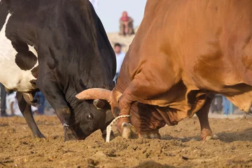 Fototapete Stierkampf bull fighting  © ali