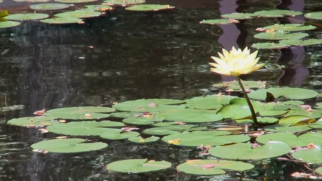 Brilliant yellow lily lotus flowers with waterfall reflection at Heritage Plantation Cape Cod