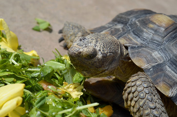 Desert Tortoise Eating Weeds and Plants 