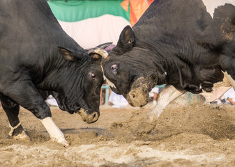 Fototapeta premium bull fighting