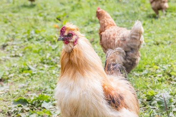gold silkie rooster on grass