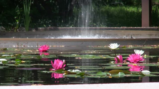 Flume fountain waterfall lands in oval pool of lotus flowers at Heritage Museums and gardens on Cape Cod