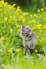 Kitten tortoiseshell color on a clearing in the grass among the yellow flowers