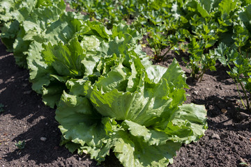 Iceberg lettuce growing in the garden in spring