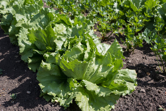 Iceberg Lettuce Growing In The Garden In Spring