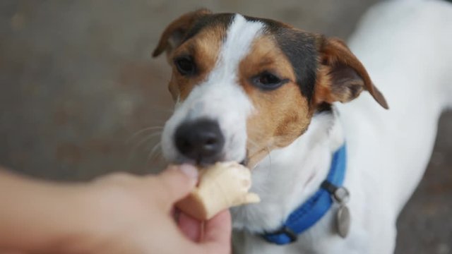 Dog eat, biting and licking ice cream from the hands of master, closeup shot