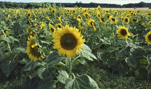Solrosf&auml;lt odlas f&ouml;r att f&aring; f&aring;gelfr&ouml;