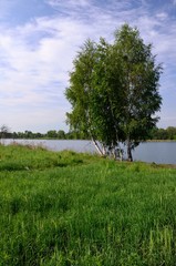 brzozy nad jeziorem © Piotr Łaskawski