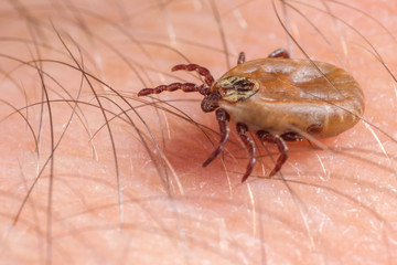Mite crawls on human skin