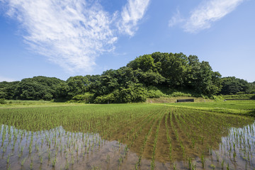 田植えが終わる寺家ふるさと村