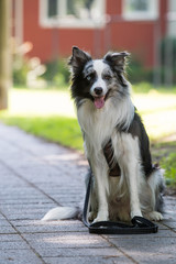 Hund wartet von dem Haus