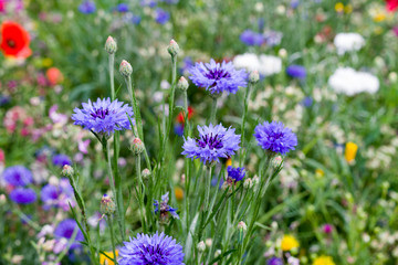 Blue and purple flowers with other flowers in the background