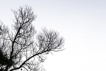 tree branch silhouette on a white background