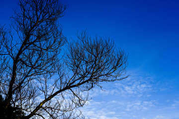 tree branch silhouette on a blue background