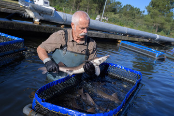 fishermen and the fish farm