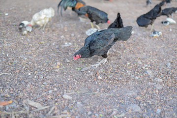 Obraz premium Chickens are eating food in thailand