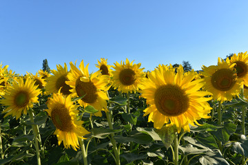 Girasoli