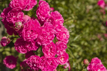 Pink purple rose after summer rain in sunlight. Macro close up photography.