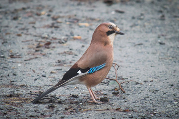Jay standing on ground